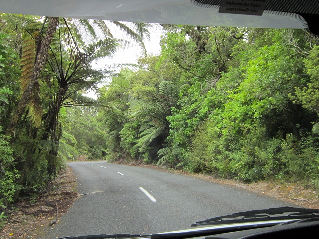 Nieuw Zeeland, weg door Waipoa Forest